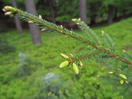 young spruce tree branche with fresh green sproutの写真素材
