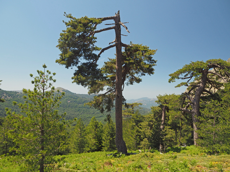 big broken gree pine with grassy mountain and a blue sky, pine forestの写真素材