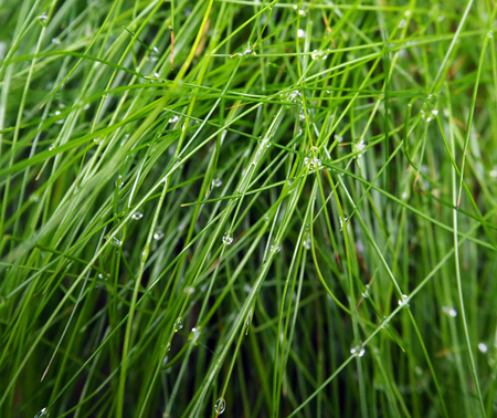 forest grass background with a morning dewの写真素材