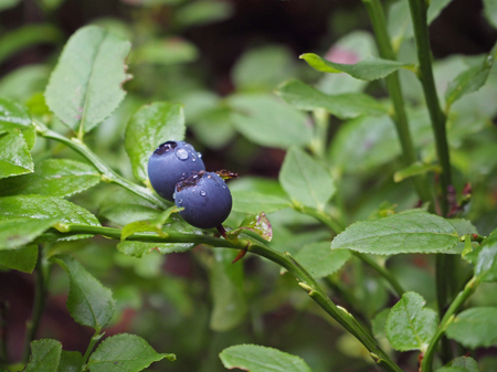 close up blueberry on the branch with a green ?eavesの写真素材