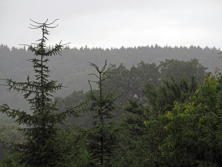 spuce tree forest in the rainの写真素材