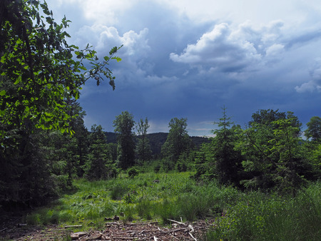 forest and meadow before rain with dark cloudsの写真素材