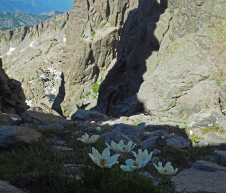 white mountain flower in the rocky valleyの写真素材
