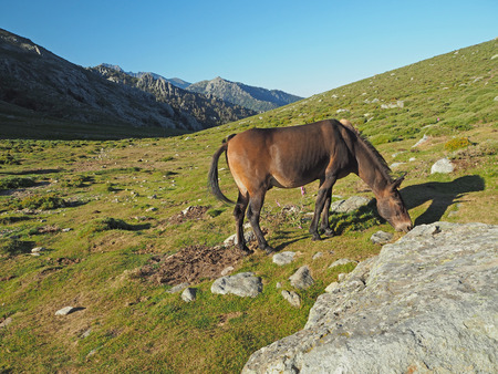 grazing horse on a mountain meadow, rock and blue sky backgroundの写真素材