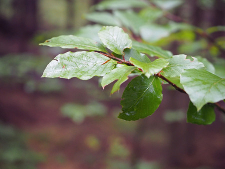 close up wet beech tree branch after rainの写真素材