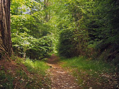 footpath in the green spring assorted forestの写真素材
