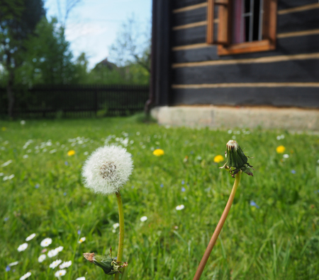 close up dandelion on the blooming grass with old timbered folksy cattageの写真素材