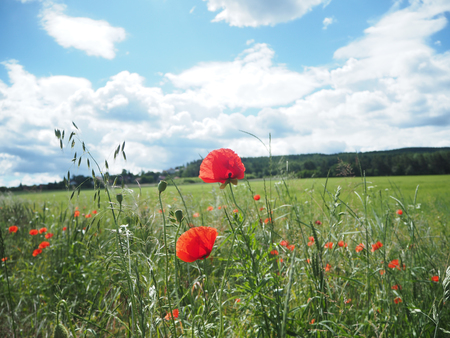 Red poppy field in a green meadow in a sunny day with a blue sky and white clowdsの写真素材