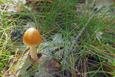 fresh orange white mushroom growing from the oak leaves and forest grassの写真素材