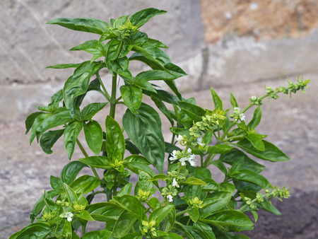 blooming green bazil herb on the soft sandstone backgroundの写真素材