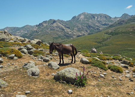 grazing horse on a mountain scenery with foxgloves flowers and blue skyの写真素材