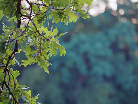 oak tree branche on a light fuzzy green backgroundの写真素材