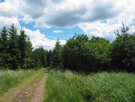 footpath in the spring assorted forest with white clouds bacgroundの写真素材