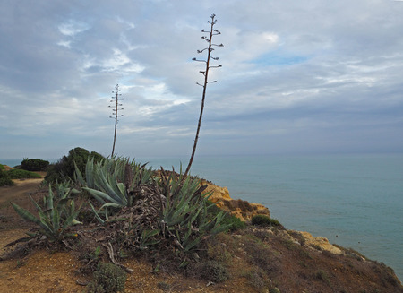 great cactus on the sandstone sea shore with a blue skyの写真素材