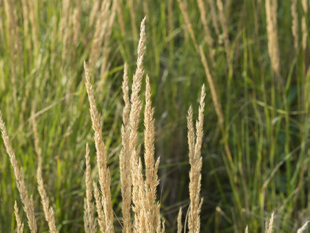 close up stalks of decorative grass -  blades of grass - texture backgroundの写真素材