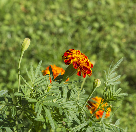 Close up blooming orange French marigold Tagetes patulaの写真素材