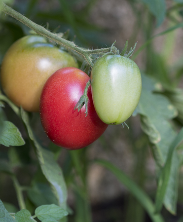 close up ripen tomatoes on the branchの写真素材