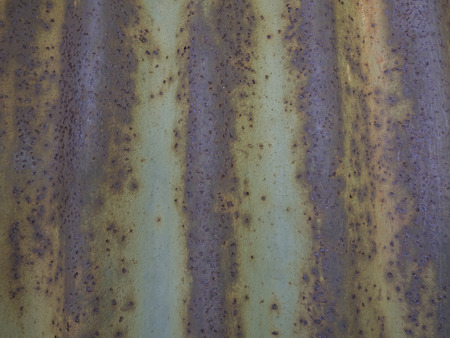 Old rusty corrugated iron abstract backgroundの写真素材