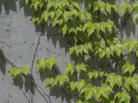 fresh lush green ivy climbs on a concrete decorative wallの写真素材