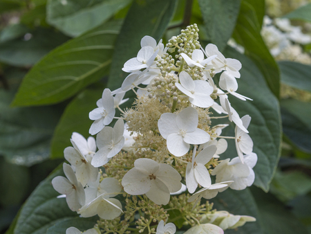 blooming perfect white flower Hydrangea quercifoliaの写真素材