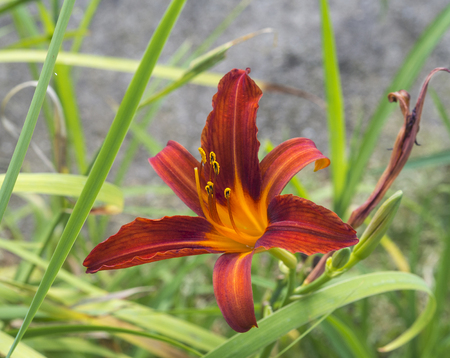 close up blooming red lily flowerの写真素材