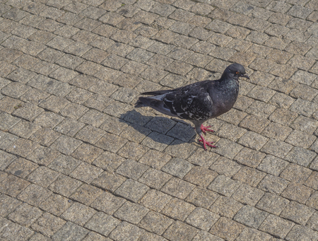 Gray pigeon on the beige Prague street pavementの写真素材