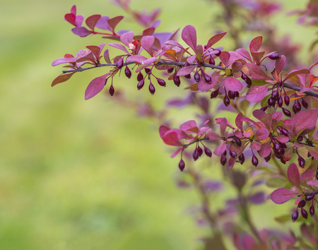 close up branch of red pink berberis privet on blurred green backgroundの写真素材