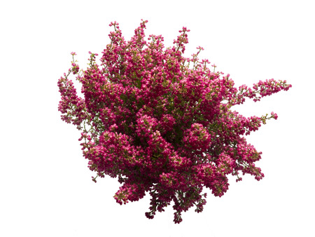 blooming purple heather top view isolated on white backgroundの写真素材