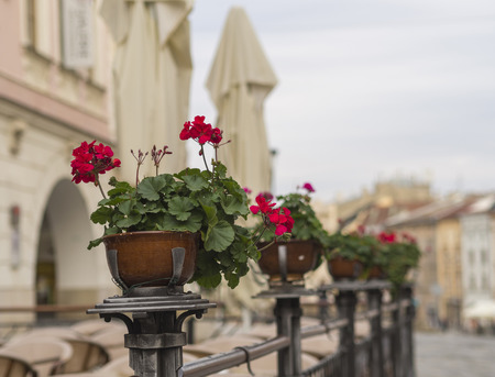 red geranium flower pots on empty restaurant café garden fencing on old city streetの写真素材