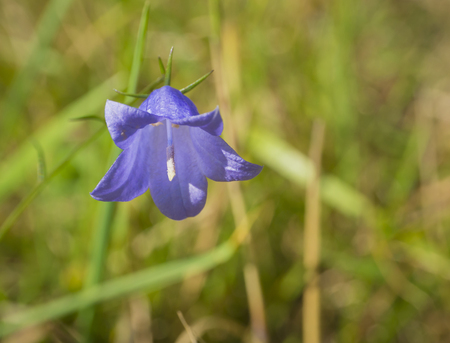 close up one flower of blue bellflower Campanula on green grass backgroundの写真素材