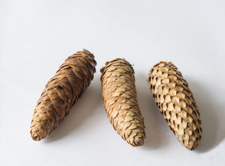 three close up spruce tree cone on white backgroundの写真素材