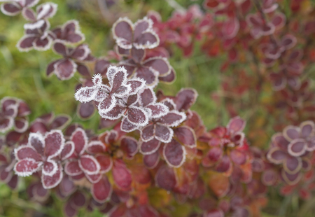 first frost - close up rime frozen autumn leaves  red pink berberis privet branch snow covered  bokeh backgroundの写真素材