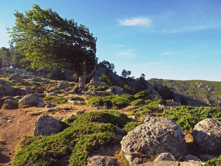 bent green olive tree strange shape and big stones corsician mountains  landscape with  blue sky background の写真素材