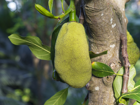 close up green ripe Jackfruit artocarpus heterophyllus on the tree branch selective focusの写真素材
