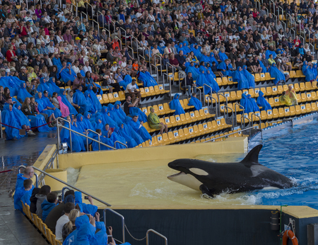 Spain, Tenerife, Puerto de la Cruz, 2017, December 28: spectacular killer whale Orca show in the largest zoo in Canary Islands - Loro Parque, Loro Park  most popular attraction on Tenerife, whale  jumping from the pool, visotors takeing pictureのeditorial素材
