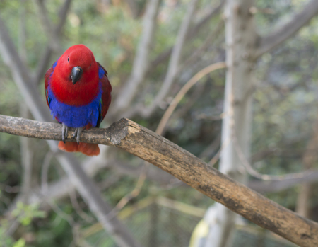close up exotic red blue parrot Agapornis parakeet sitting on the tree branchの写真素材
