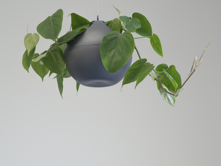 green office plant hanging in gray bowl flower pot basket on white wall backgroundの写真素材