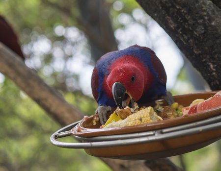 Close up exotic red blue parrot Agapornis parakeet eating grain and fruit from bowl on the tree branchの写真素材