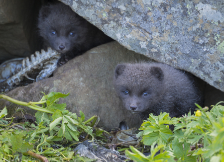 Two young playful arctic fox cub fox (Alopex lagopus beringensis) looking from their lair under stone, green grass plants foreground, summer in nature reserve in Hornstrandir, west fjords, Iceland, Selective focusの写真素材