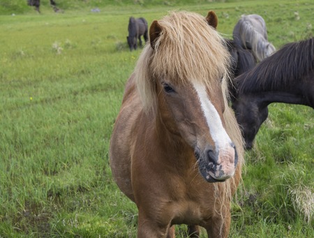 head portrait of standing brown Icelandic horse grazing on a green grass field, in summer Iceland, focus on horse headの写真素材