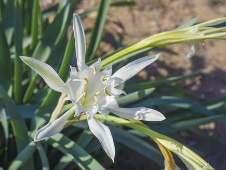 Close up of an white Pancratium maritimum plant, also known as sea daffodil or sand lily, from the Amaryllidaceae family .On the sandy dunes of the Mediterranean coasts, selective focus.の写真素材