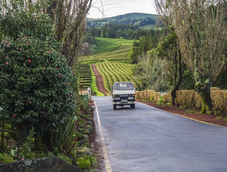 SAO MIGUEL ISLAND, AZORES, PORTUGAL, December 24, 2018: Old car truck driving on entrance road to the tea plantation of Gorreana tea factory Cha Gorreana with green tea rows, garden and trees. The oldest, and only, tea plantation in Europeのeditorial素材