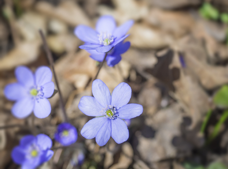 close up blooming blue liverwort or kidneywort flower Anemone hepatica or Hepatica nobilis on dirt background, selective focus, copy space, spring floral backdropの写真素材