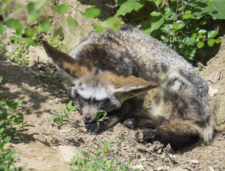 Close up Bat-eared fox, Otocyon megalotis lying on a ground and sleepingの写真素材