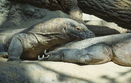 Close up portrait of Komodo Dragon lying anf resting. Varanus komodoensis also known as the Komodo monitor, is a large species of lizard found in the Indonesian islands of Komodo, selective focus, copy space.の写真素材