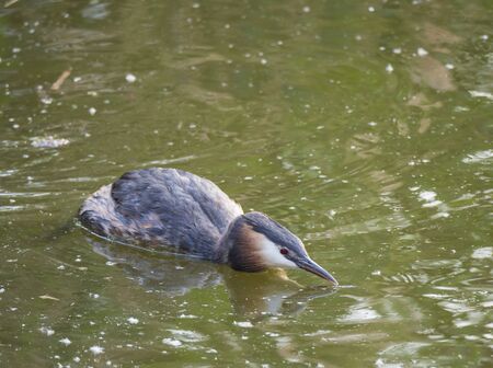 close up great crested grebe, Podiceps cristatus swimming on clear green lake, copy space.
