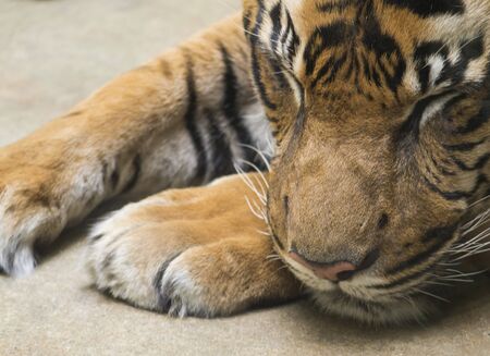 Close up portrait head of Tiger sleeping with head on his paws. Malayan tiger, PANTHERA TIGRIS...