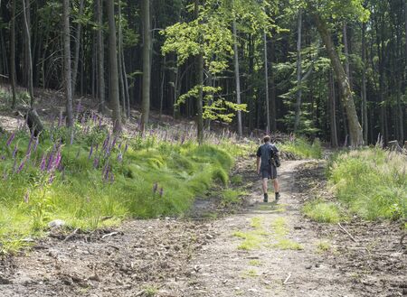 young man hiker with backpack and hat walking on winding forest track road in lusitian mountains...