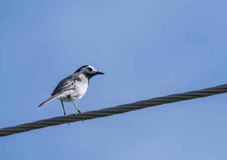 Female White Wagtail Motacilla alba sitting on eletric wire against a blue sky background. Copy spaceの写真素材