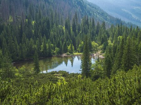 View on Tatliakovo jezero or pleso, mountain lake in Western Tatras mountains, Rohace Slovakia. Beautiful spruce forest and mountain peak landscapeの写真素材